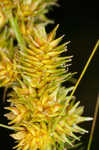 Fox sedge